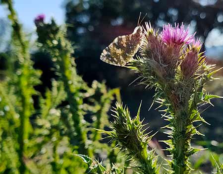 Foto de una mariposa posada en un cardo en primavera